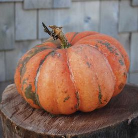 Moranga, Squash Seeds