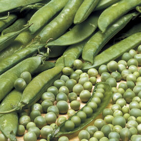 Lincoln, Pea Seeds