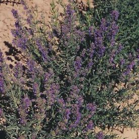 Common, Hyssop Seeds