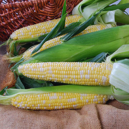 Nectar, (F1) Corn Seed - 1 Ounce image number null