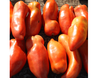 Federle, Tomato Seeds