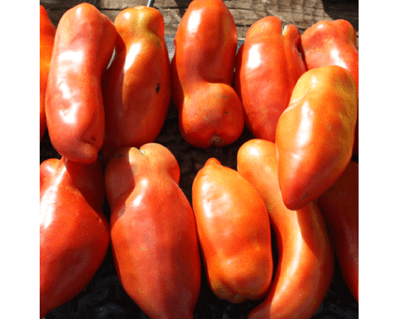 Federle, Tomato Seeds - Packet image number null
