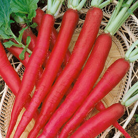 Long Scarlet Cincinnati, Organic Radish Seeds