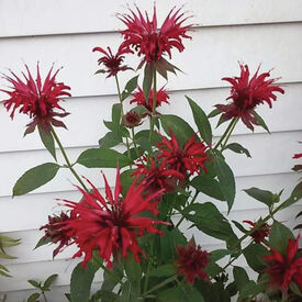 Panorama Red, Monarda Seeds