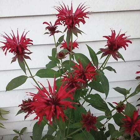 Panorama Red, Monarda Seeds - Packet image number null