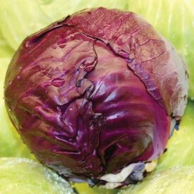 Red Express, Organic Cabbage Seeds