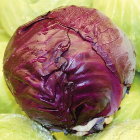 Red Express, Organic Cabbage Seeds - Packet image number null