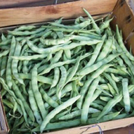 McCaslan 42, Bean Seeds image number null