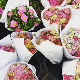 Summer Pastel, Yarrow Seeds