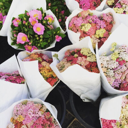 Summer Pastel, Yarrow Seeds - Packet image number null