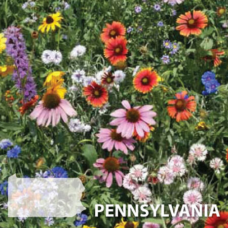 Pennsylvania Blend, Wildflower Seed - 1 Ounce image number null