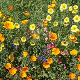 Southwest Native Blend, Wildflower Seed