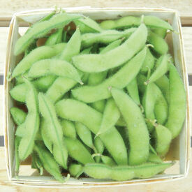 Midori Giant, Edamame Seeds