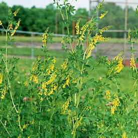 Sweet Clover, Legumes