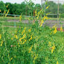 Sweet Clover, Legumes - 1 Pound thumbnail number null