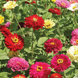 State Fair, Zinnia Seeds