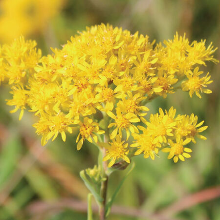 Stiff Goldenrod, Solidago Seeds - Packet image number null