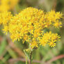 Stiff Goldenrod, Solidago Seeds - Packet thumbnail number null