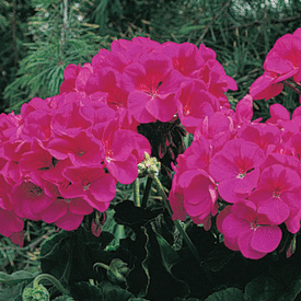 Violet Maverick, Geranium Seeds