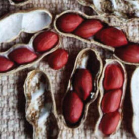 Spanish, Peanut Seeds