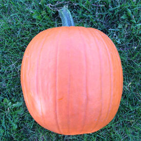 Connecticut Field, Pumpkin Seeds