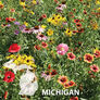 Michigan Blend, Wildflower Seed - 1 Ounce thumbnail number null
