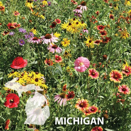 Michigan Blend, Wildflower Seed - 1 Ounce image number null