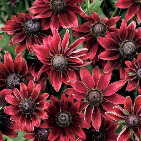 Cherry Brandy, Rudbeckia Seeds - 50 Seeds image number null