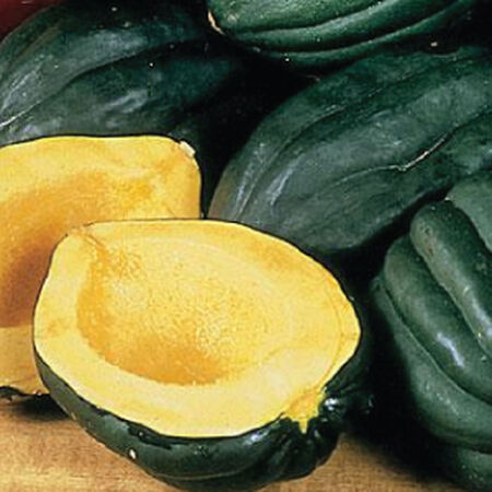 Table Queen Acorn, Squash Seeds - Packet image number null