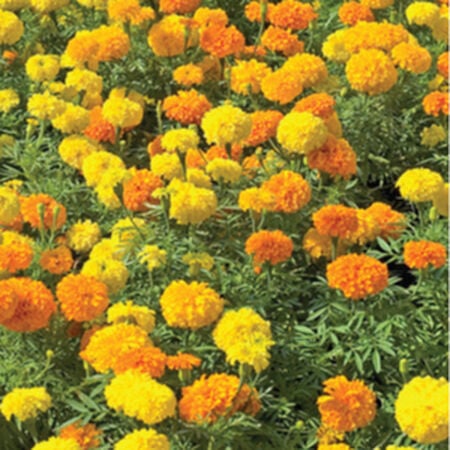 Crackerjack Marigold Seeds Urban Farmer