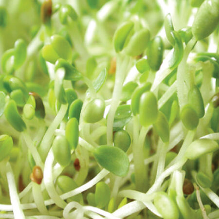 Hemp Sprout Bag, Sprouts - Hemp Bag image number null