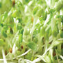 Hemp Sprout Bag, Sprouts - Hemp Bag thumbnail number null