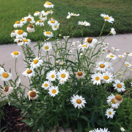 Shasta, Daisy Seeds - Packet image number null