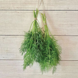 Bouquet, Dill Seed