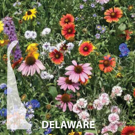 Delaware Blend, Wildflower Seed
