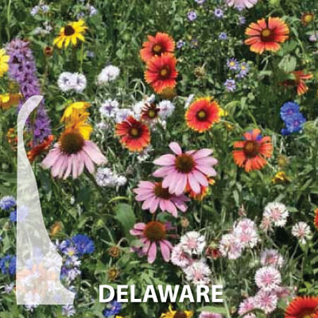 Delaware Blend, Wildflower Seed - 1 Ounce image number null