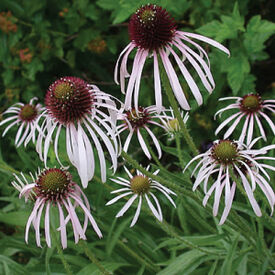 Pale Purple, Echinacea Seeds