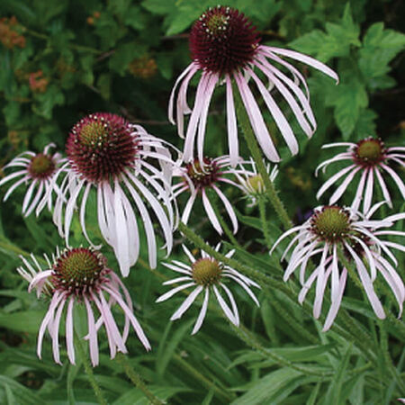Pale Purple, Echinacea Seeds - Packet image number null