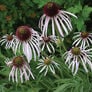 Pale Purple, Echinacea Seeds - Packet thumbnail number null