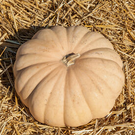 Long Island Cheese, Squash Seeds