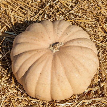 Long Island Cheese, Squash Seeds - Packet image number null