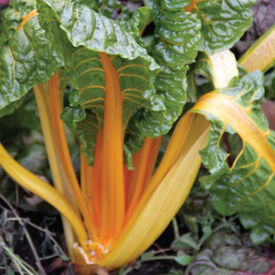 Orange Fantasia, Swiss Chard Seeds