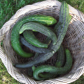 Suyo Long, Organic Cucumber Seeds