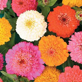 Candy Mix, Zinnia Seeds