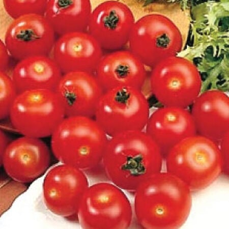 Large Red Cherry, Tomato Seeds - Packet image number null