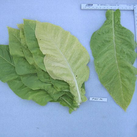 ky tobacco PYKY 171, Tobacco Seed