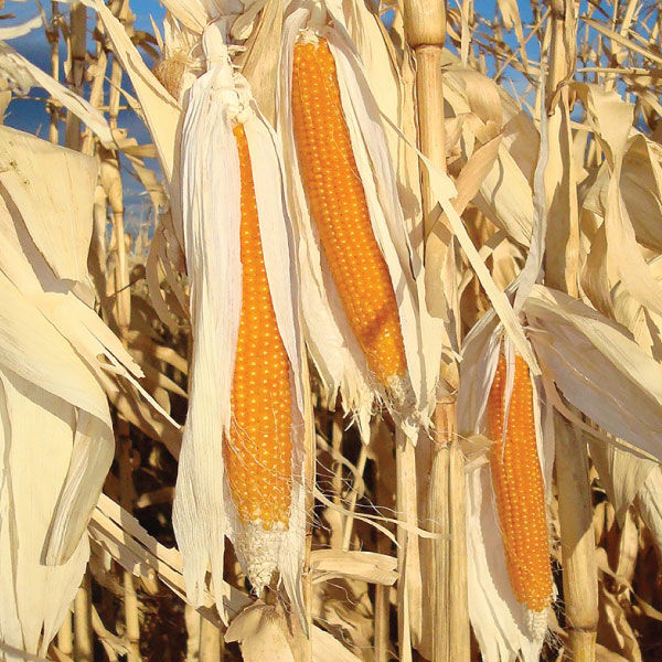 R997 Popcorn, (F1) Corn Seed | Urban Farmer