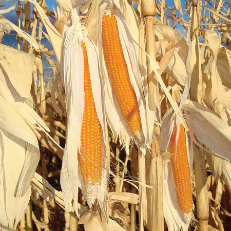 R997 Popcorn, Corn Seed - Packet (1 oz.) image number null