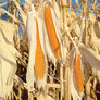 R997 Popcorn, Corn Seed - Packet (1 oz.) thumbnail number null