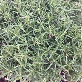 Common, Rosemary Seed